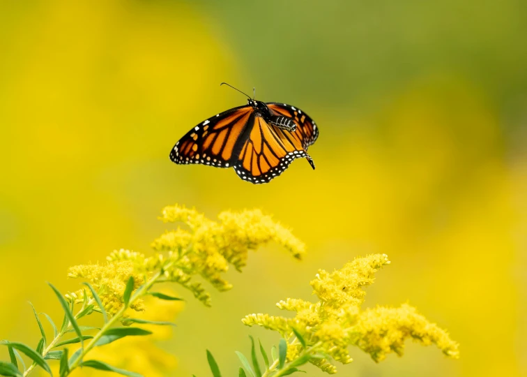 a large erfly is flying over some flowers