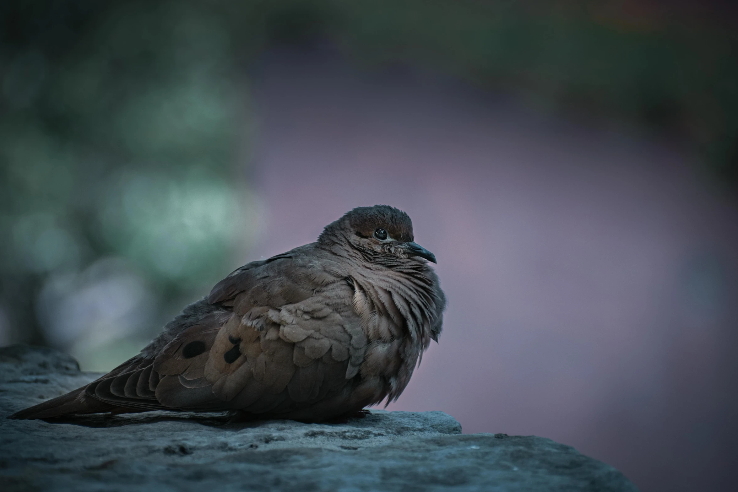 a brown bird with black eyes sitting on a rock