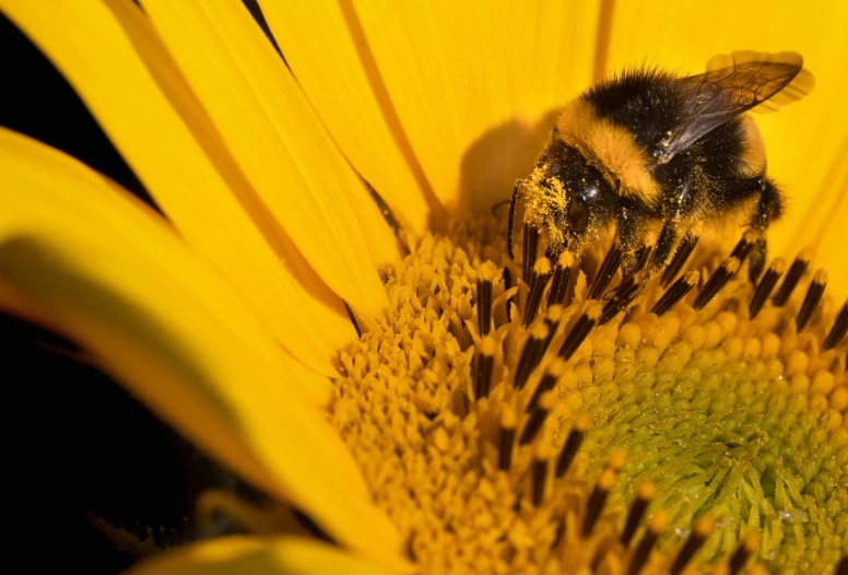 a bum is sitting on a yellow flower