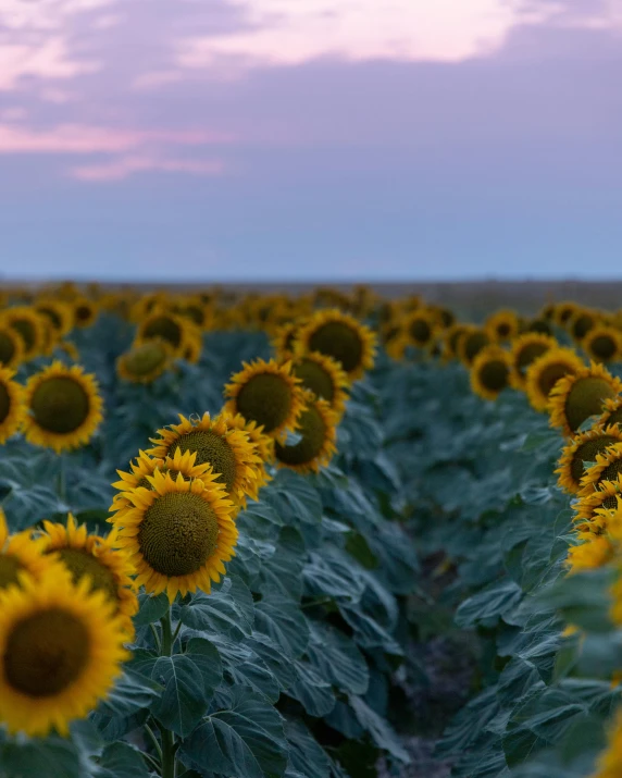 sunflowers growing in the field against the sky