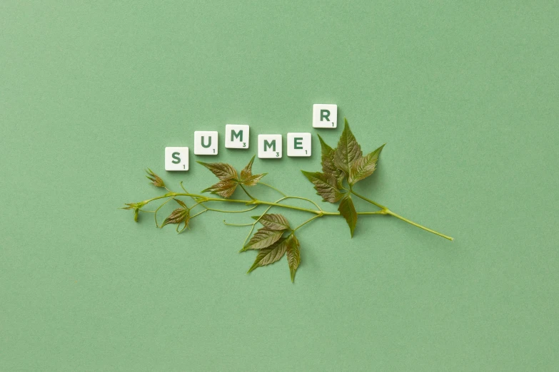 a plant with leaves sprout over small letter tiles reading summer