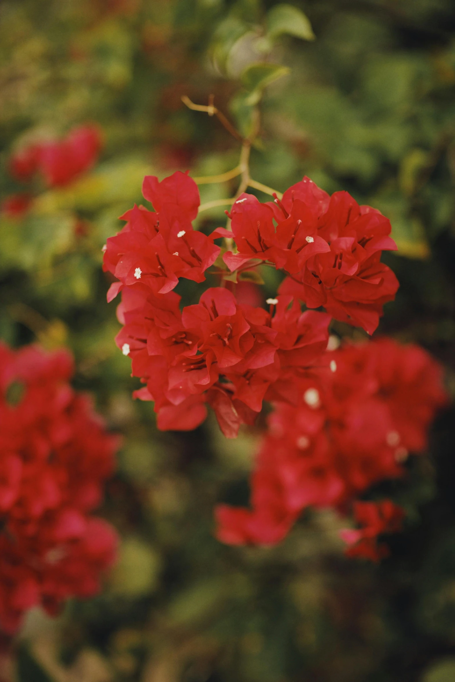 a very close up picture of some pretty red flowers