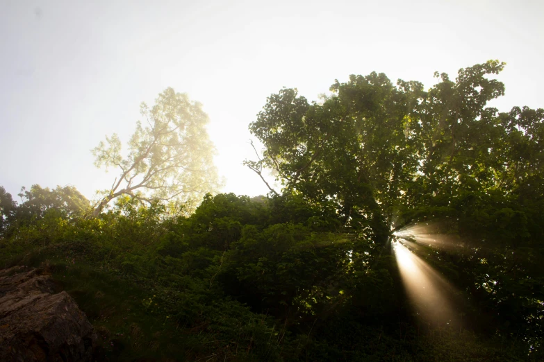 some trees and rocks and light shining from behind them