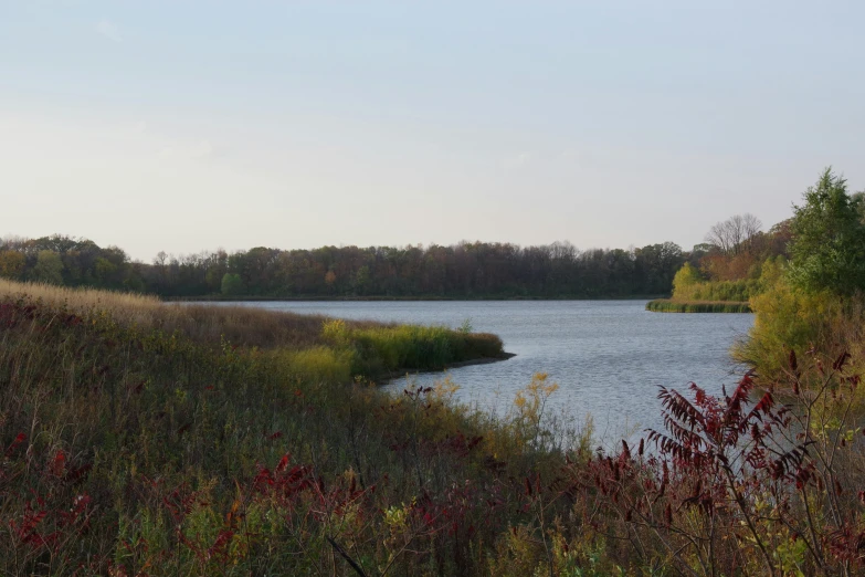 a large body of water surrounded by trees