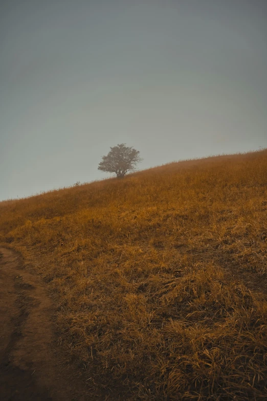 a tree is sitting on the side of a hill