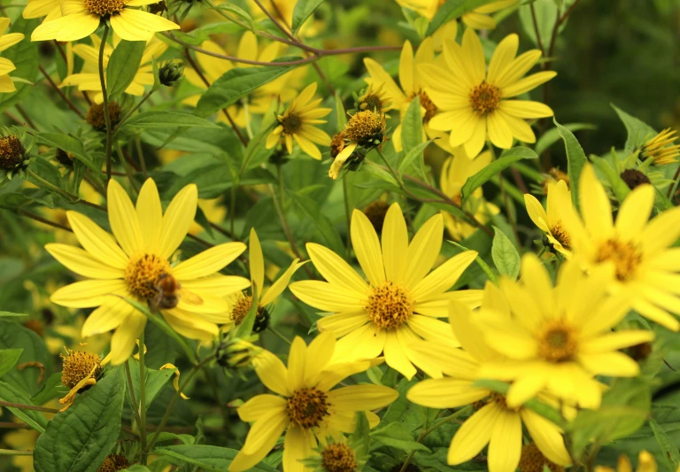 a lot of yellow flowers with green leaves