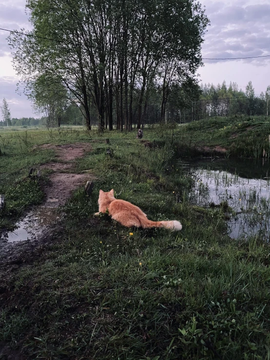 an orange cat is laying in the grass