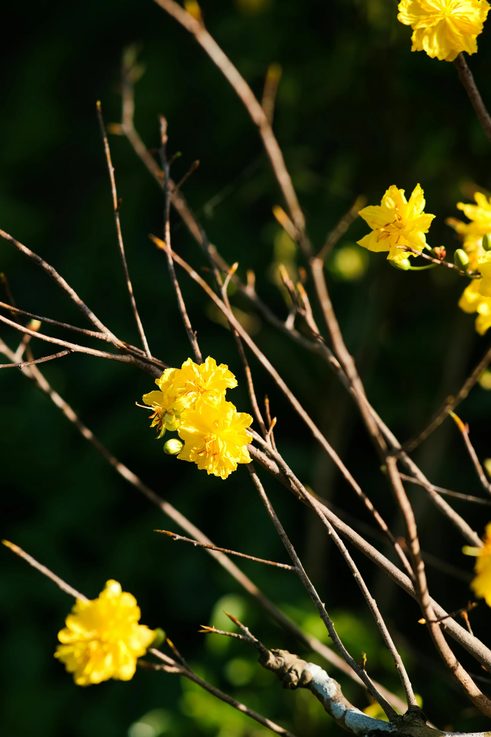 some yellow flowers are growing on some nches