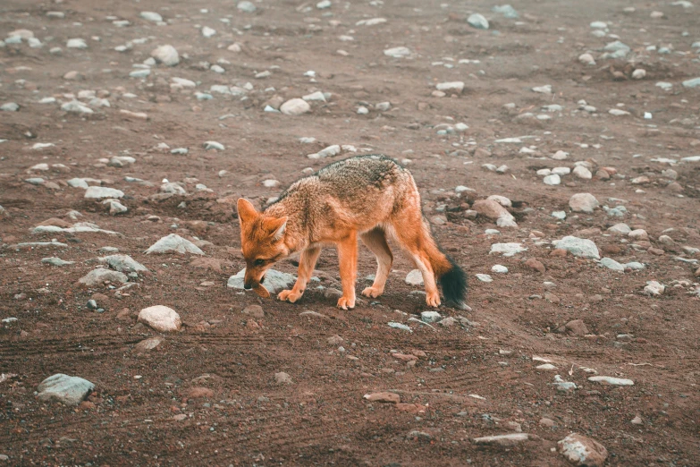 an animal with its head in the ground