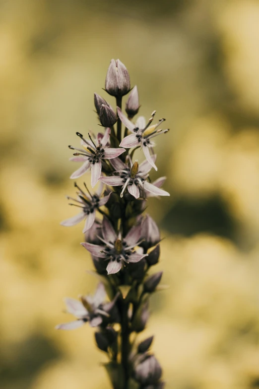 a close up picture of a purple flower