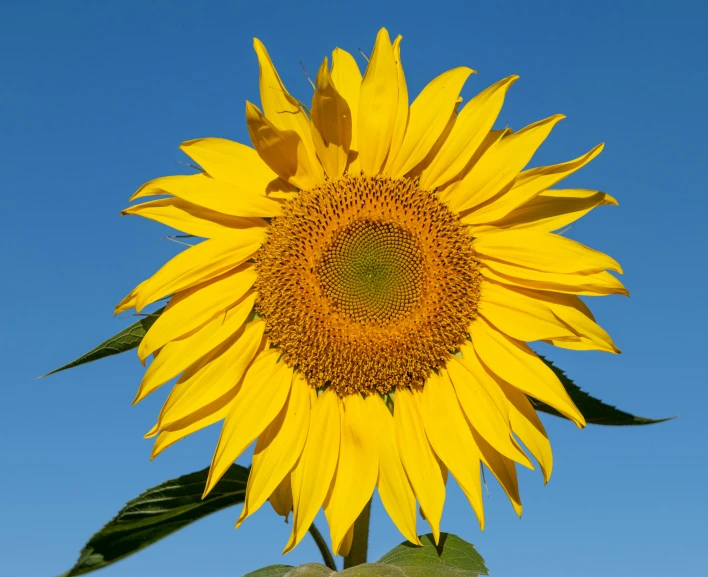 a large yellow sunflower standing on top of a green vase