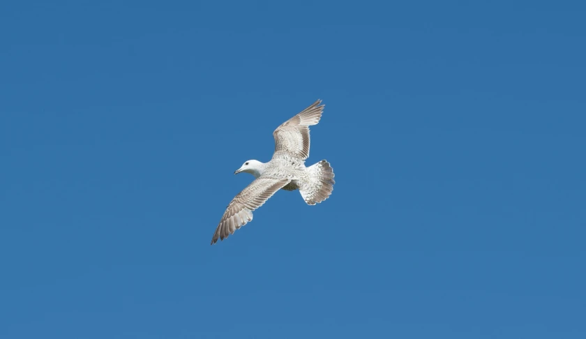 a white and grey bird flying through a blue sky