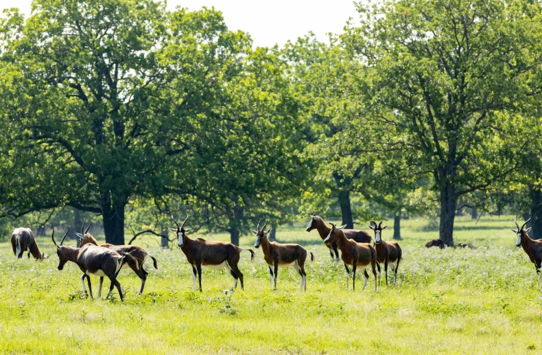 some animals are walking through a field