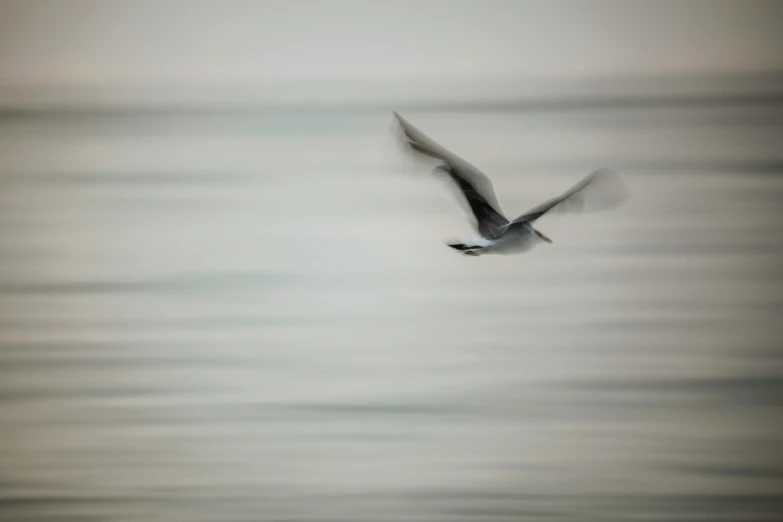 an image of the same bird in flight