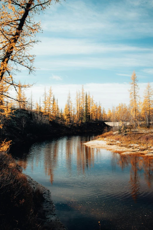 a river and forest with trees in the background