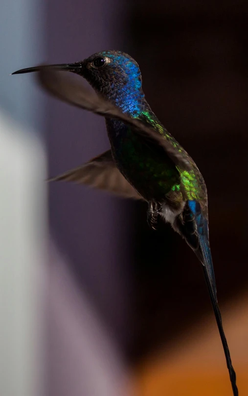 hummingbird flying close to the top of a feeder