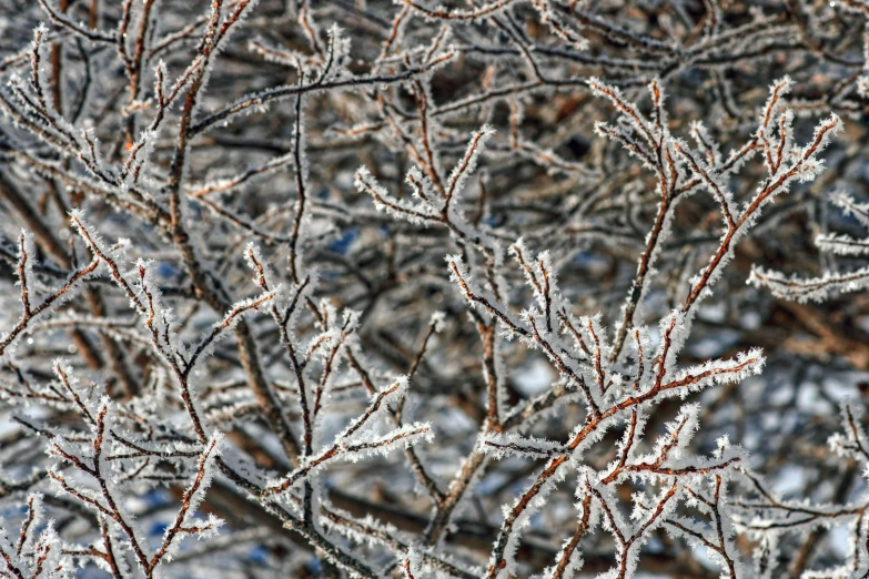 closeup of a leafy tree with lots of frost on it