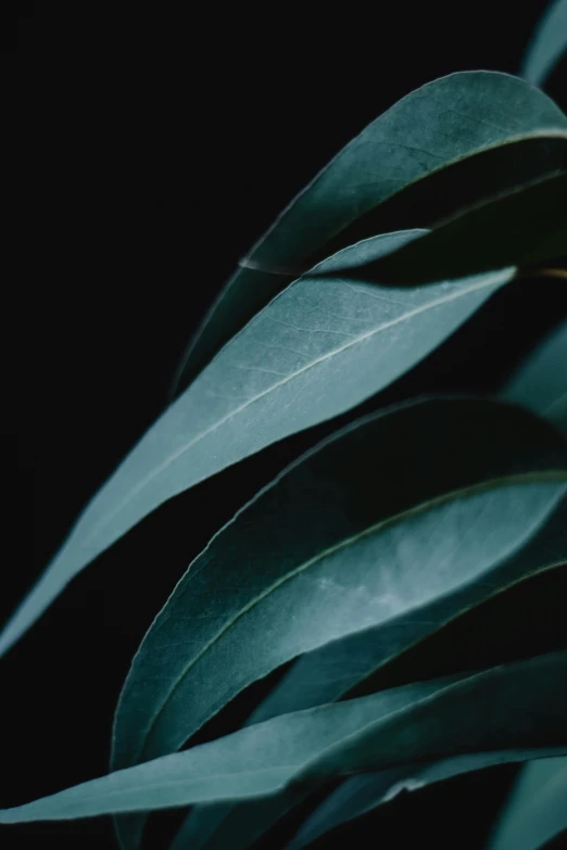 a green plant with some leaves in front of it