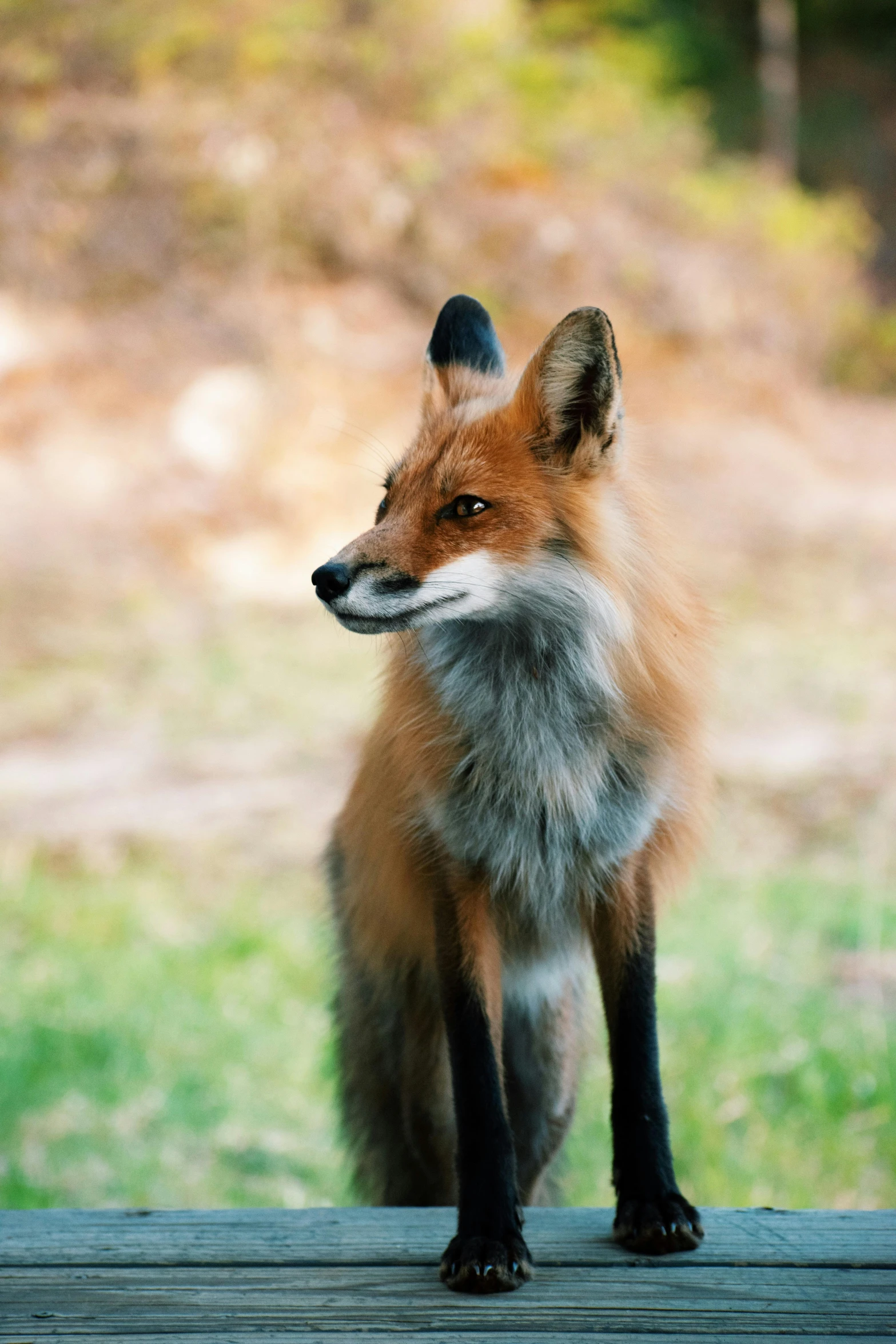 an image of a small fox standing in the grass