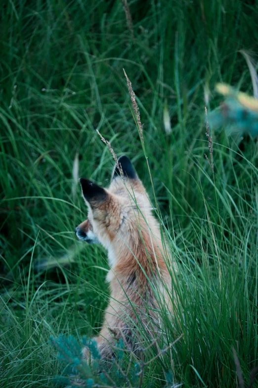 an animal laying in the tall grass near some plants