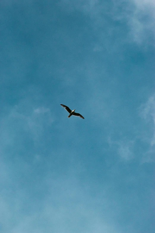 an image of a bird that is flying in the sky