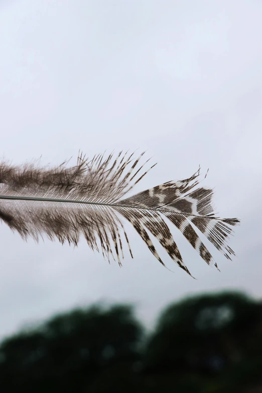 an up close s of some birds feathers