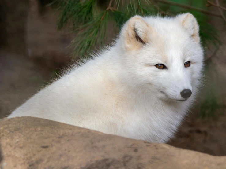 an arctic fox staring intently at the pographer