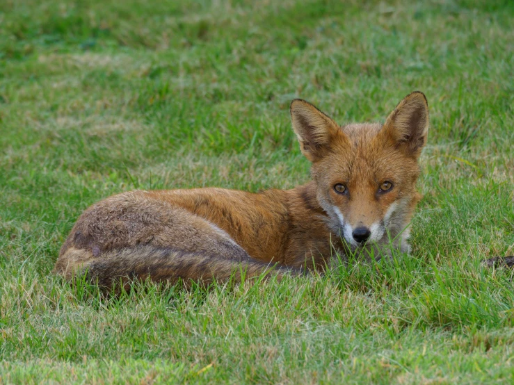 a small fox laying in the grass outside