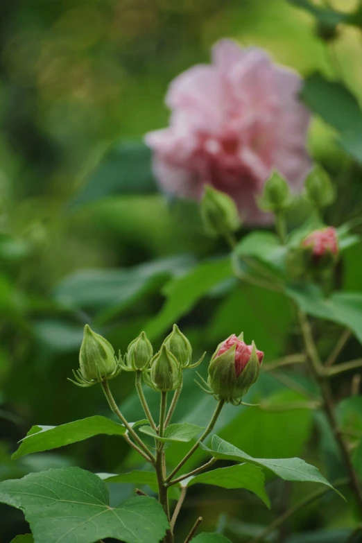 several flowers are in the center of a bush