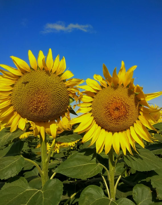 the large sunflowers are blooming in the field