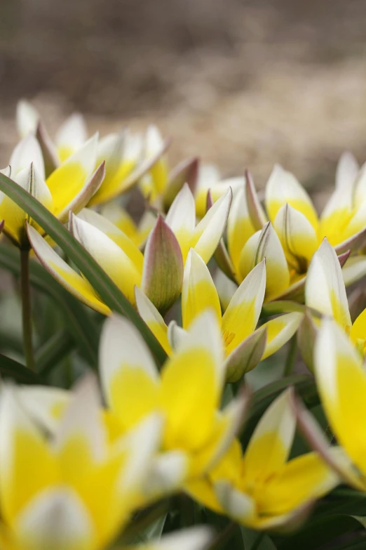 the flowers are blooming out in the open field