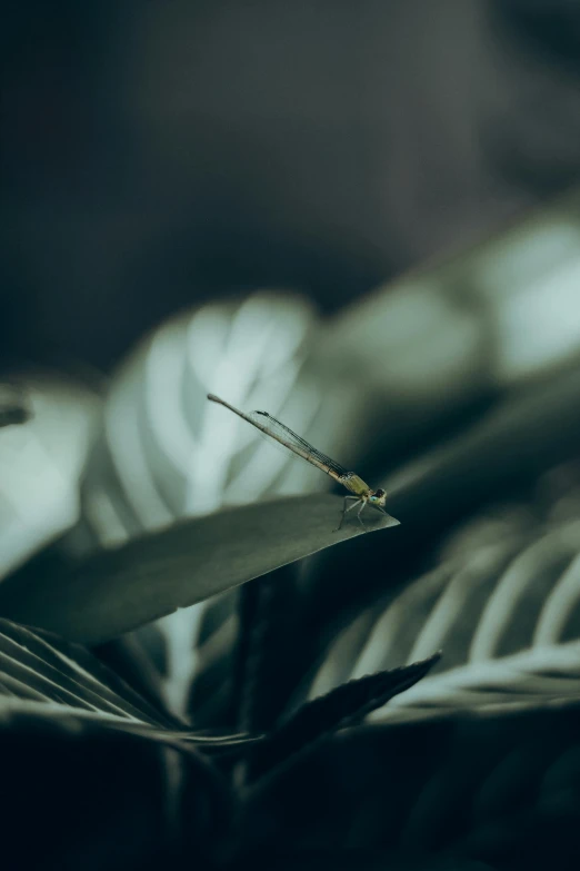 a single blade of grass against a background of a spiral like pattern