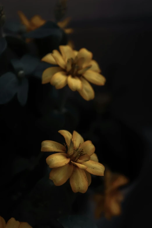 the flowers are all yellow and sitting on a table