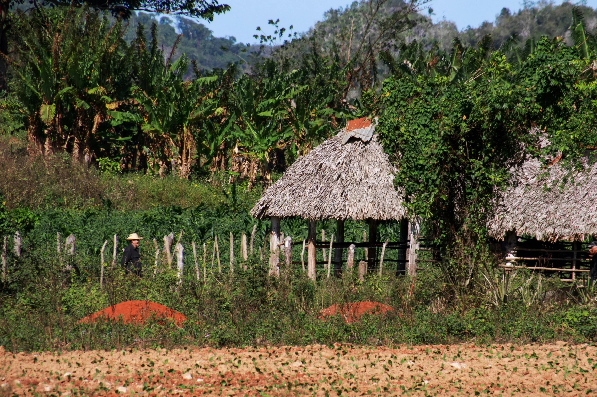 several straw roofed houses are in the middle of a grassy area