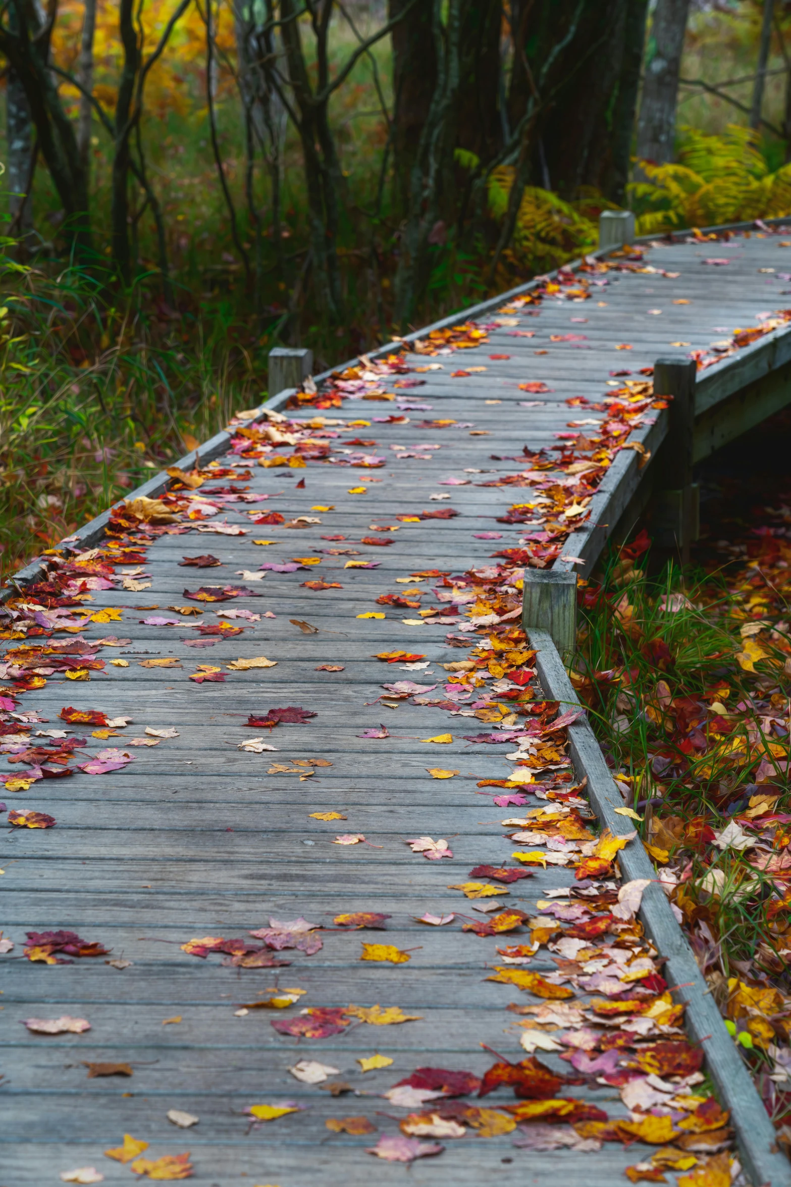 a wooden boardwalk with leaves on it