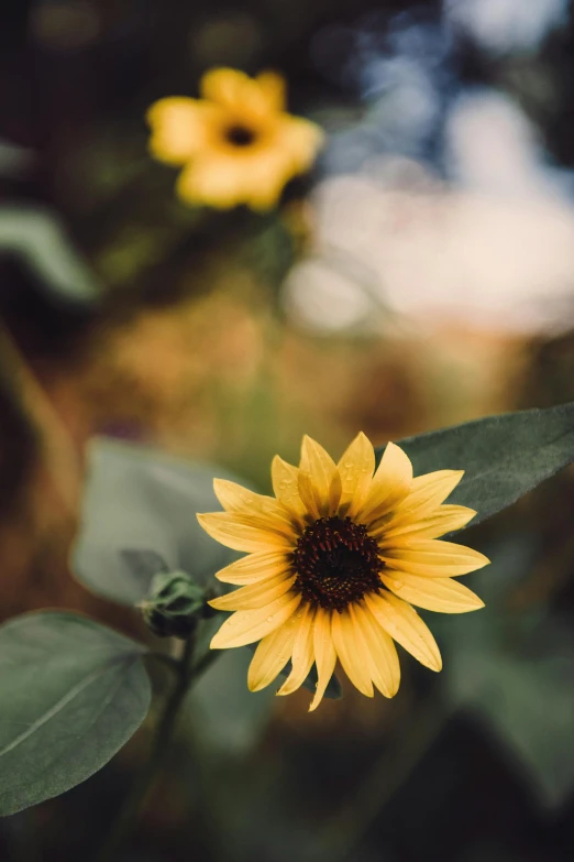 the yellow sunflower is on the green leaf