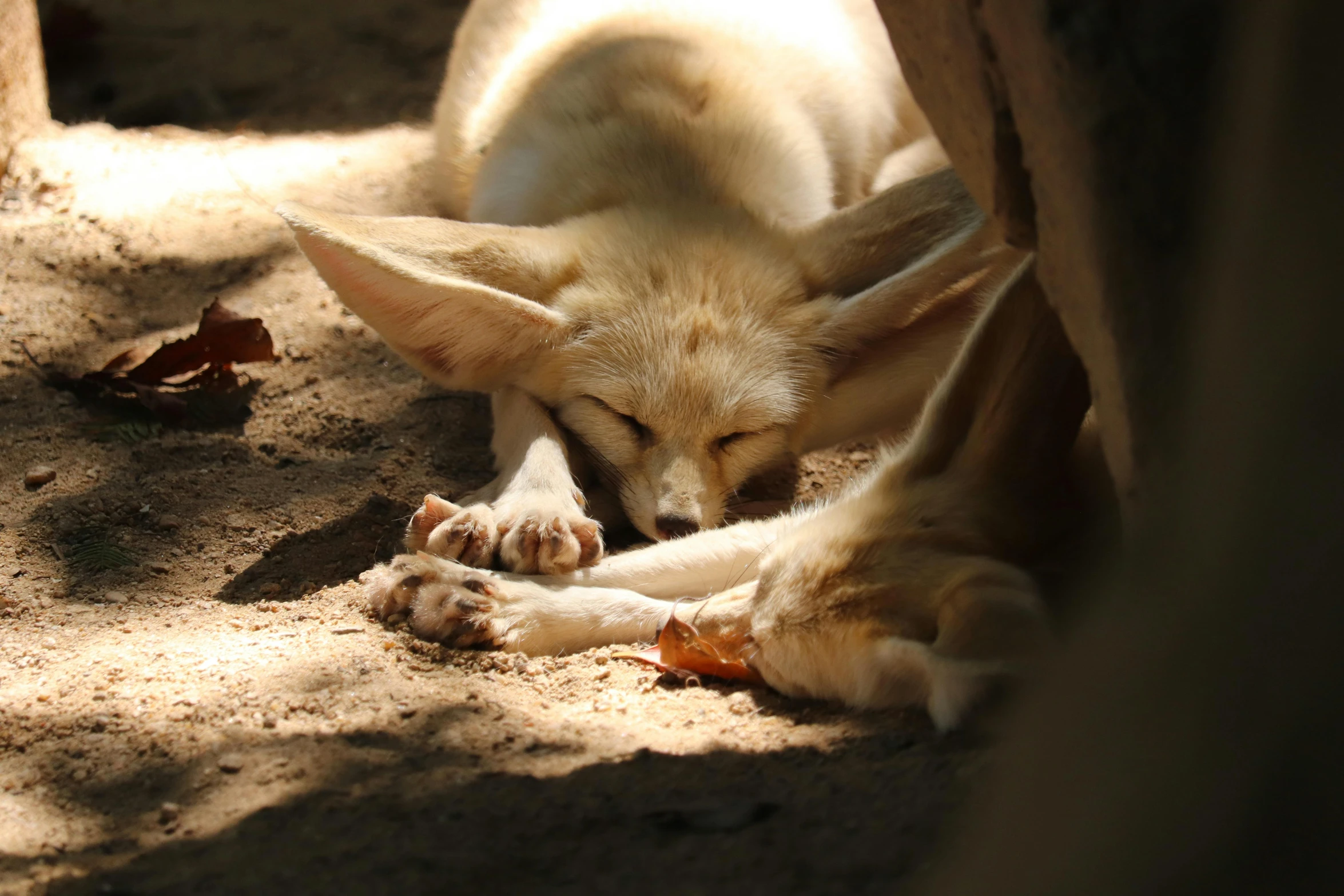 a small white dog sleeping next to a window