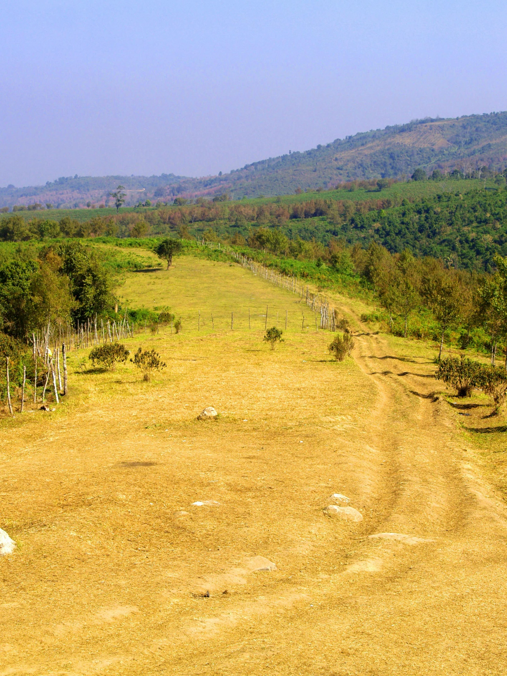 two elephants on the side of the road