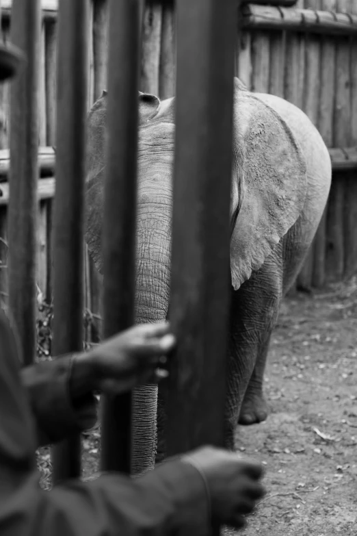 a large elephant behind a fence looking through the bars