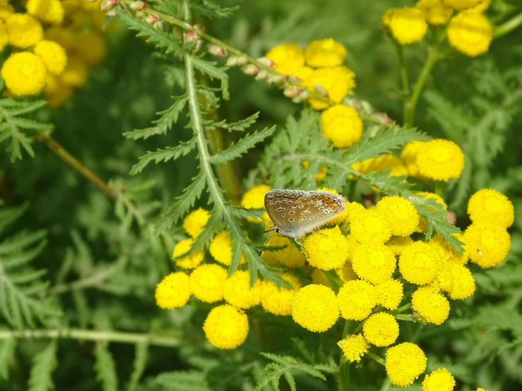 the yellow flowers are blooming and there is a erfly in the center