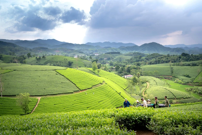 people hiking in a field of tea bushes