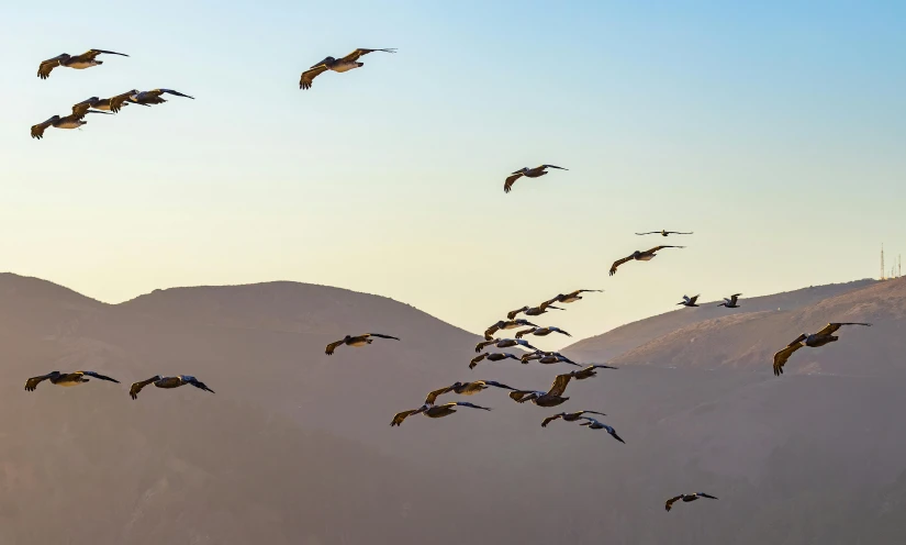 large flock of birds flying over mountains and snow