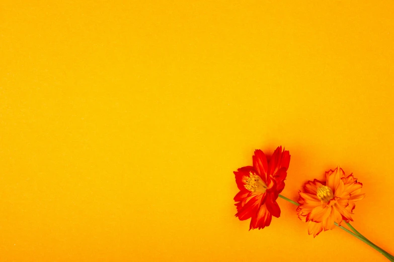 two flowers sit next to each other on yellow background