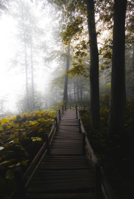 a long pathway leads to the trees in the woods