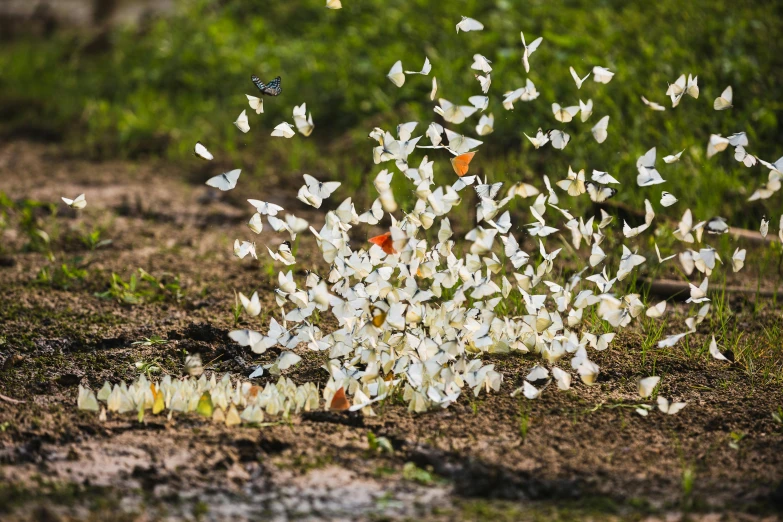 a small group of small white and red erflies