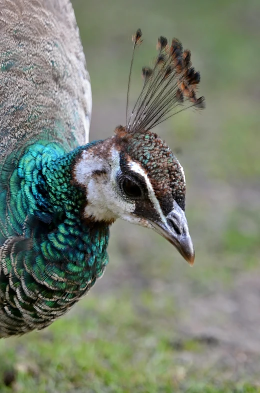 a peacock with multi - colored feathers walking on a grassy surface