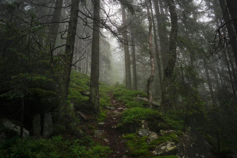 there is only one person walking through the forest on a path