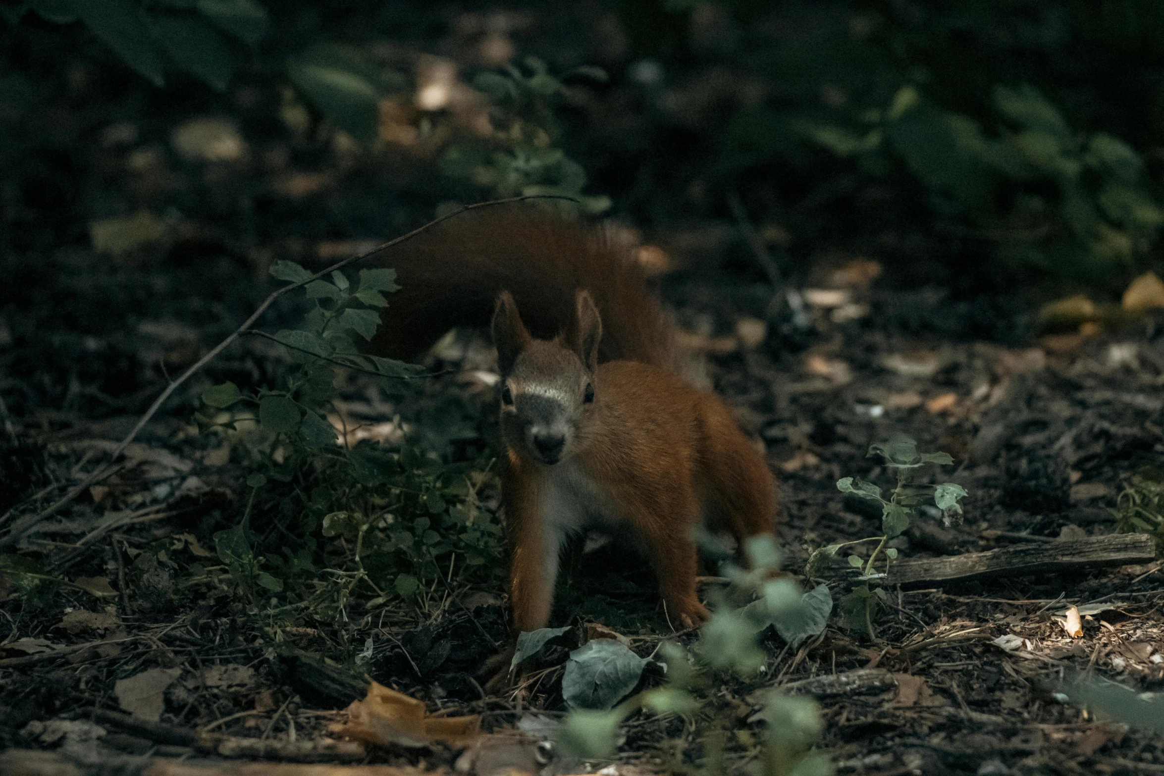 there is a small red animal sitting in the woods