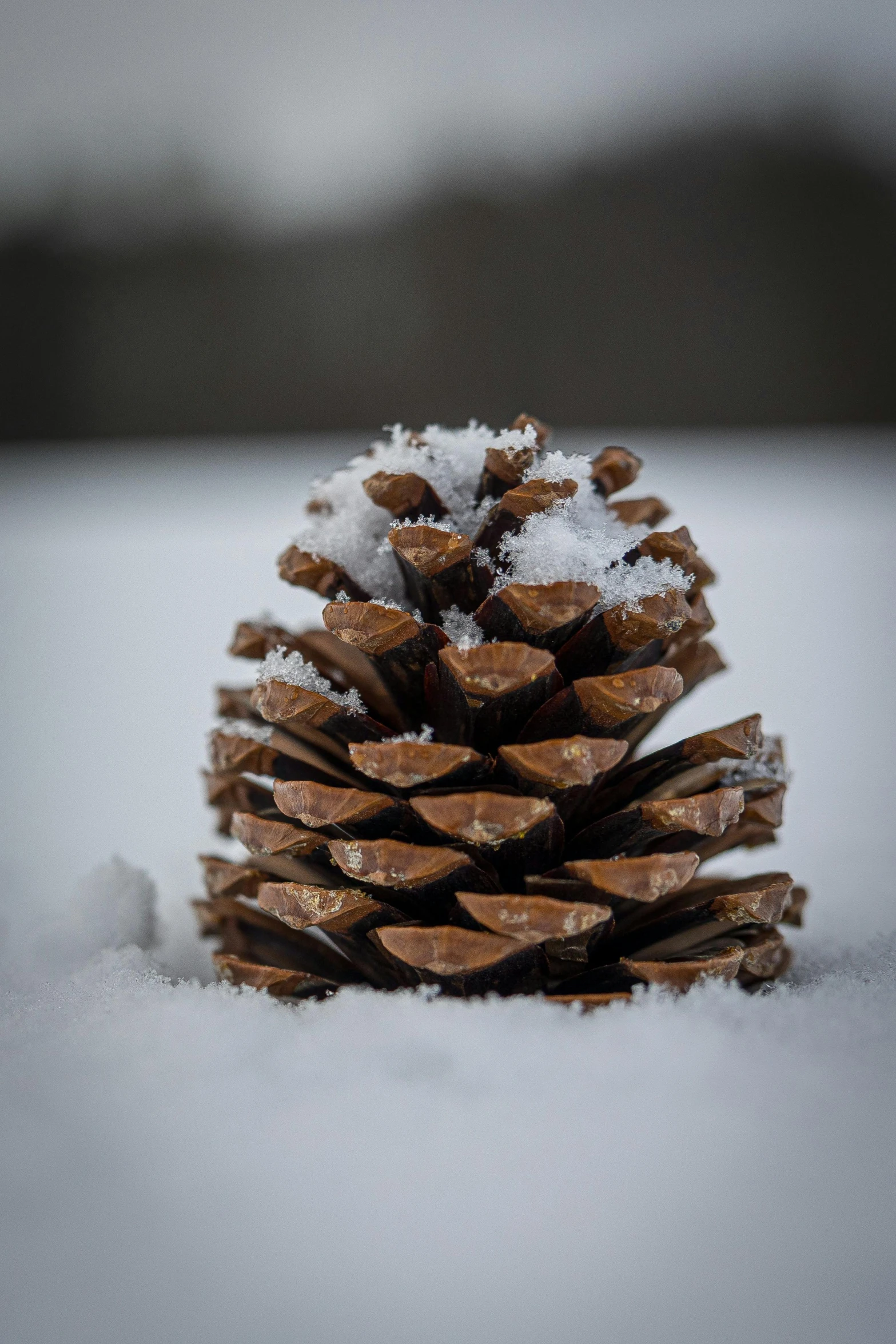 there is a pine cone covered in snow