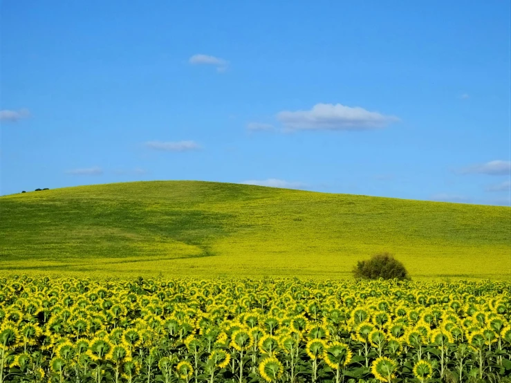 a green field filled with lots of yellow flowers